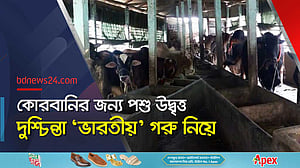 জিল্লু’, ‘কালা রাজা’, ‘লাল রাজা’ নিয়ে প্রস্তুত হবিগঞ্জের খামারিরা