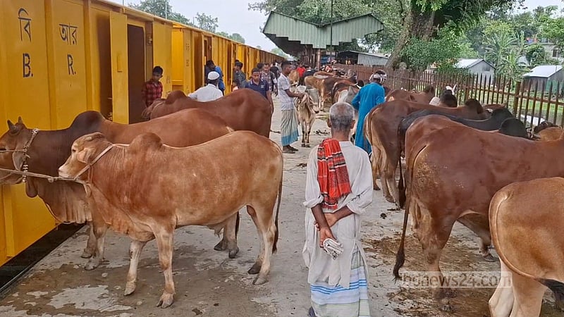 জামালপুর থেকে ‘ক্যাটল’ ট্রেনে কোরবানির ৮০০ গরু এল ঢাকায়