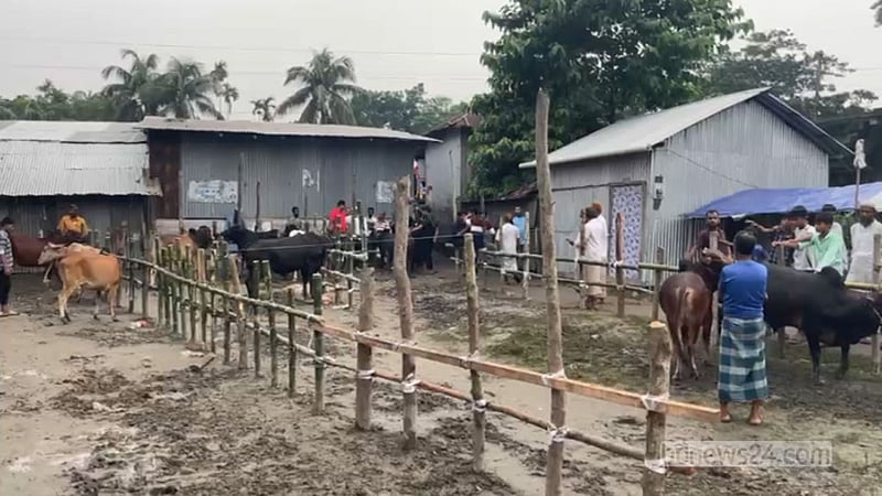 ঝালকাঠিতে এবার কোরবানির পশুর হাট ৪১টি, জমে ওঠেনি এখনও