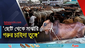 জয়পুরহাটে কোরবানির হাট: বড় গরু নিয়ে বিপাকে খামারিরা