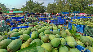 নানা জাতের আমে জমে উঠেছে কানসাটের বাজার
