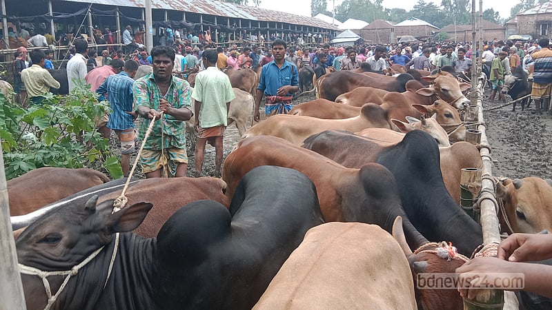 কুড়িগ্রামের যাত্রাপুর হাটে পশু কিনতে ক্রেতার ভিড়