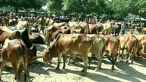 কোরবানি: মেহেরপুরে ৩০০ কোটি টাকার পশু বিক্রির লক্ষ্য