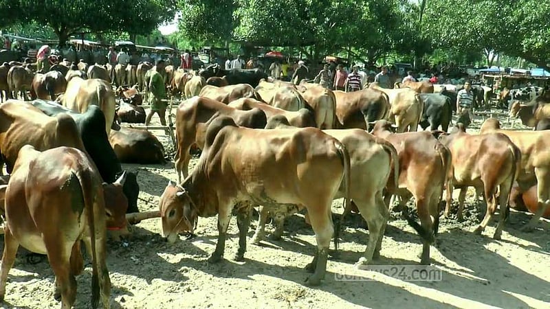 কোরবানি: মেহেরপুরে ৩০০ কোটি টাকার পশু বিক্রির লক্ষ্য