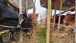 হাট থেকে ডিজিটাল হাট: বদলে যাচ্ছে কোরবানির বাজার