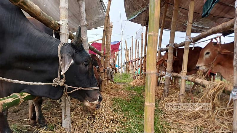 হাট থেকে ডিজিটাল হাট: বদলে যাচ্ছে কোরবানির বাজার