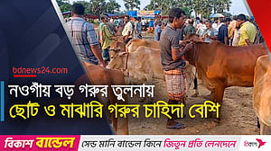 নওগাঁয় শেষ মুহুর্তে জমে উঠেছে কোরবানির পশুর হাট