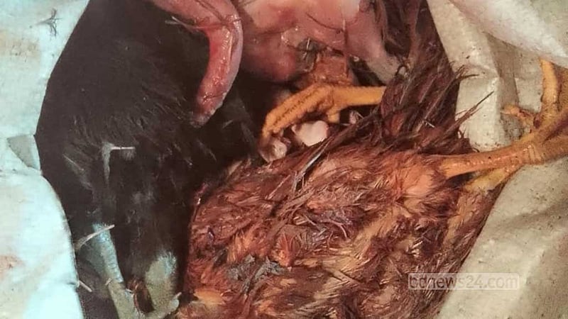 নাটোরে রেস্তোরাঁয় মরা মুরগি, ১০ হাজার টাকা জরিমানা