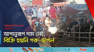 শেষ বেলার কোরবানির হাটে নীলফামারীতে মন্দা