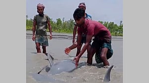 জোয়ারের তোড়ে নিঝুম দ্বীপের চরে ডলফিন, ফেরানো হল নদীতে