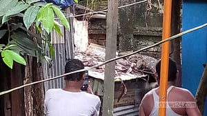 হাতিয়ার পুকুরে ঘুরে বেড়ানো ‘কুমির’টি আসলে গুইসাপ