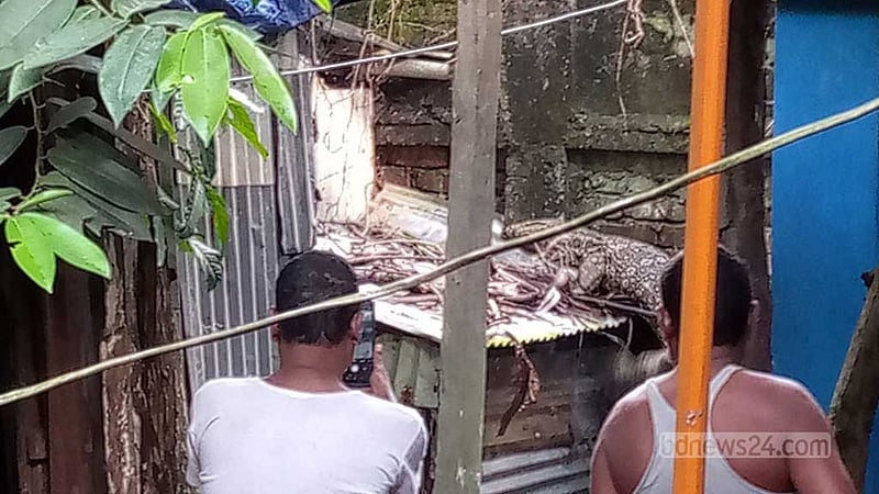 হাতিয়ার পুকুরে ঘুরে বেড়ানো ‘কুমির’টি আসলে গুইসাপ