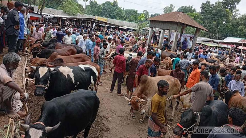 কোরবানি পশুর হাট: পঞ্চগড়ে কম দামে খুশি ক্রেতা, হতাশ বিক্রেতা