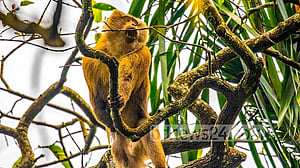 বন্যপ্রাণী সংরক্ষণে জাতীয় পুরস্কার পাচ্ছেন যারা