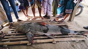 পদ্মায় ধরা পড়া ২২ কেজির বাঘাইড় ৩৫ হাজারে বিক্রি