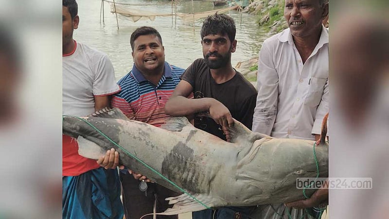 পদ্মার এক বাঘাআইড় মাছের দাম ৭৭ হাজার টাকা