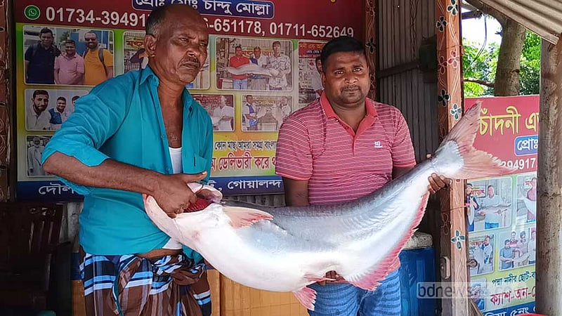 রাজবাড়ীর পদ্মায় ধরা ১৯ কে‌জির পাঙাস, বি‌ক্রি সা‌ড়ে ২৯ হাজারে