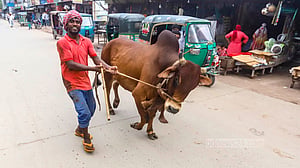 পশুর হাটে বেচাকেনার ধুম