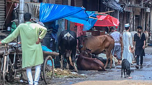 কোরবানির বর্জ্য শতভাগ অপসারণ: স্থানীয় সরকার উপদেষ্টা