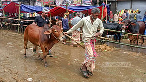 ঢাকায় এখনও আসছে কোরবানির পশু, জমে উঠেছে হাট