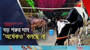 ক্রেতা নেই বড় গরুর