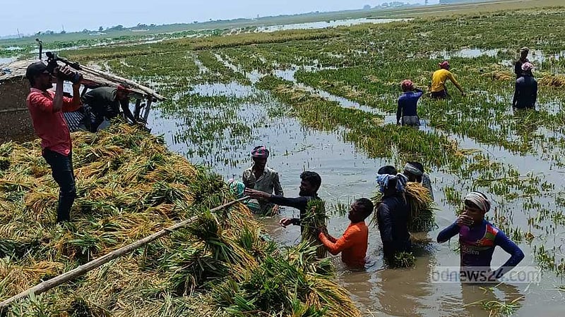 চলনবিলে আগাম বন্যা, সিরাজগঞ্জে তলিয়েছে কাঁচা-পাকা ধান