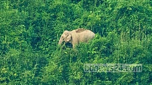 কর্ণফুলীতে তিন মাসের শিশুকে শুঁড় দিয়ে আছড়ে ফেলে মারল হাতি