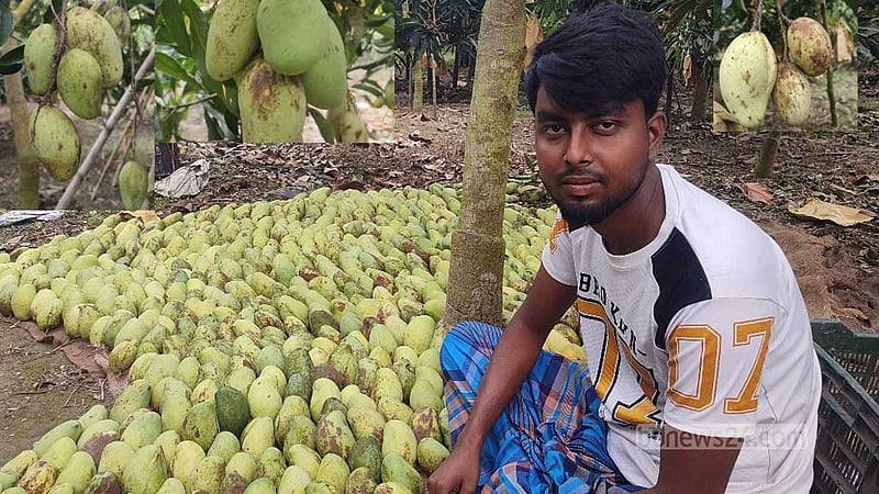 রোজায় ৩৫০ টাকা কেজি ‘বারোমাসি’ আম বেচে স্বাবলম্বী নুর ইসলাম