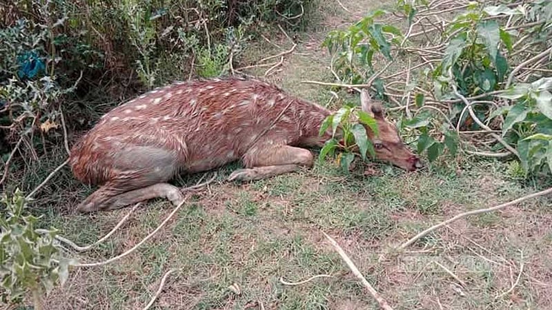সীতাকুণ্ডে আহত চিত্রা হরিণ উদ্ধার বন বিভাগের