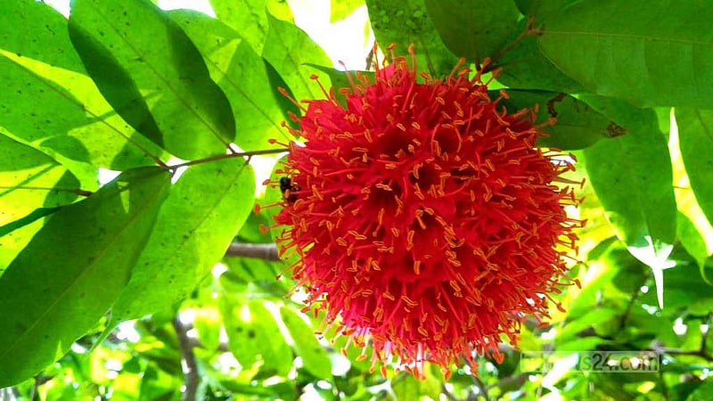 বাংলার বসন্ত রাঙানো ‘ভেনেজুয়েলার গোলাপ’