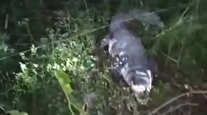 গড়াই নদীতে ভে‌সে উঠা কু‌মির ধরা পড়ল ঝিনাইদহে
