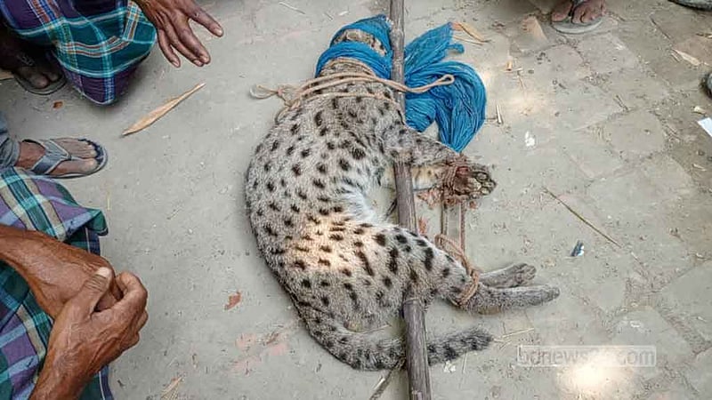 ঝিনাইদহে মেছো বিড়াল ধরে বেঁধে রেখেছে গ্রামবাসী