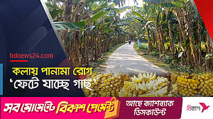 কলা চাষে লোকসান, আগ্রহ হারাচ্ছেন জয়পুরহাটের কৃষকরা