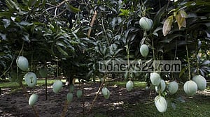বাজারে আসছে বোম্বাই-গোলাপখাস আর গোবিন্দভোগ, হিমসাগরের জন্য অপেক্ষা