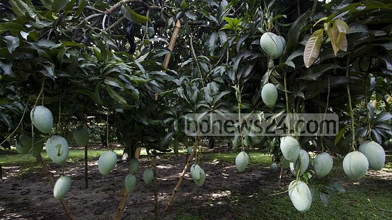 বাজারে আসছে বোম্বাই-গোলাপখাস আর গোবিন্দভোগ, হিমসাগরের জন্য অপেক্ষা