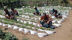 পাহাড় ও পরিবেশ বাঁচিয়ে মোস্তফা শিবলীর ব্যতিক্রমী চাষবাস
