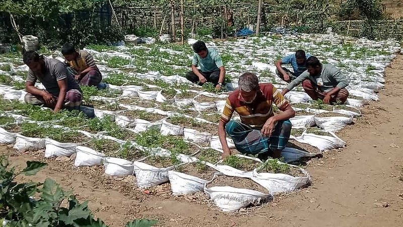 পাহাড় ও পরিবেশ বাঁচিয়ে মোস্তফা শিবলীর ব্যতিক্রমী চাষবাস