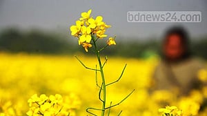 সরিষায় বাজিমাত যেভাবে