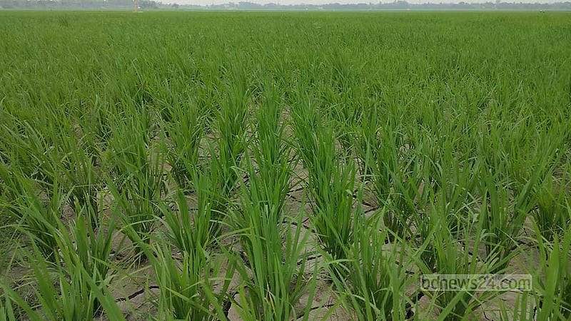 গভীর নলকূপের সমস্যায় ২৫০ বিঘা বোরো জমি চৌচির