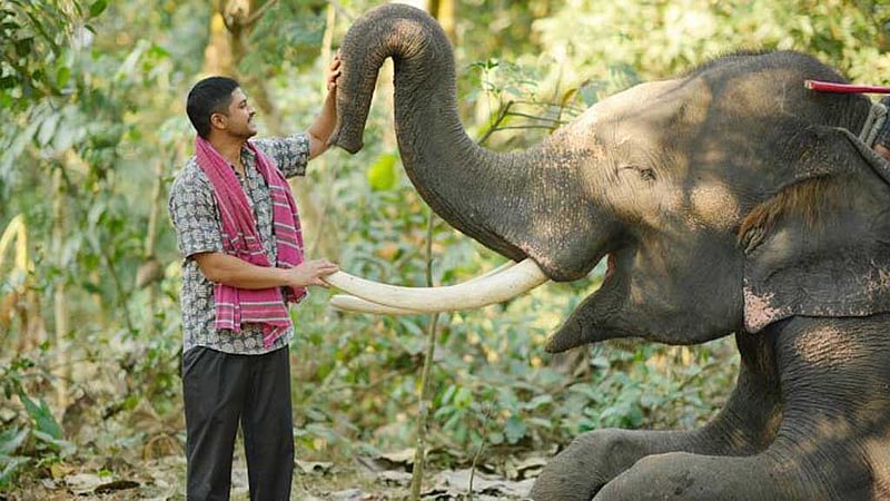 হাতি ও মাহুতের গল্পে 'নিহারকলি'