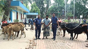 বিএনপি নেতার গোয়ালঘরে মিলল ১৩ চোরাই গরু