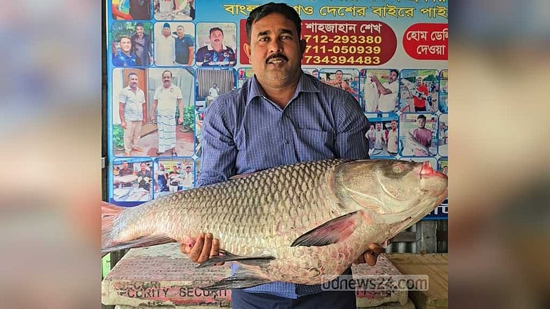 পদ্মায় ধরা পড়ল ২৮ কে‌জির কাত‌ল, ৭০ হাজারে বি‌ক্রি