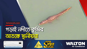 একসঙ্গে একাধিক কুমির দেখার দাবি স্থানীয়দের