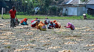 রংপুরে আলু এখন চাষির ‘গলার কাঁটা’