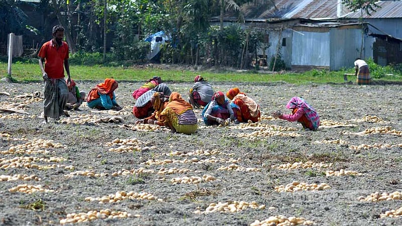 রংপুরে আলু এখন চাষির ‘গলার কাঁটা’