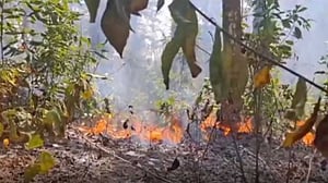দগ্ধ রাংটিয়া শালবন এবং দায়সারা রাষ্ট্র
