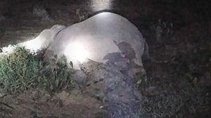 শেরপুরে ধান ক্ষেতে জেনারেটরের তারে জড়িয়ে হাতির মৃত্যু
