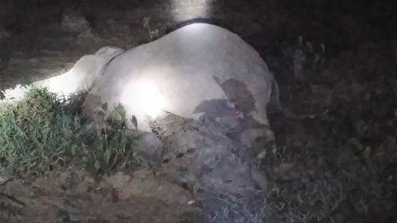 শেরপুরে ধান ক্ষেতে জেনারেটরের তারে জড়িয়ে হাতির মৃত্যু