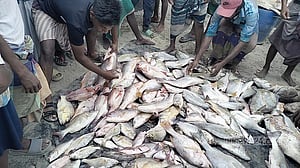 টেকনাফে জেলেদের বড়শিতে আটকাল ২৬০ লাল কোরাল ও ভোল মাছ
