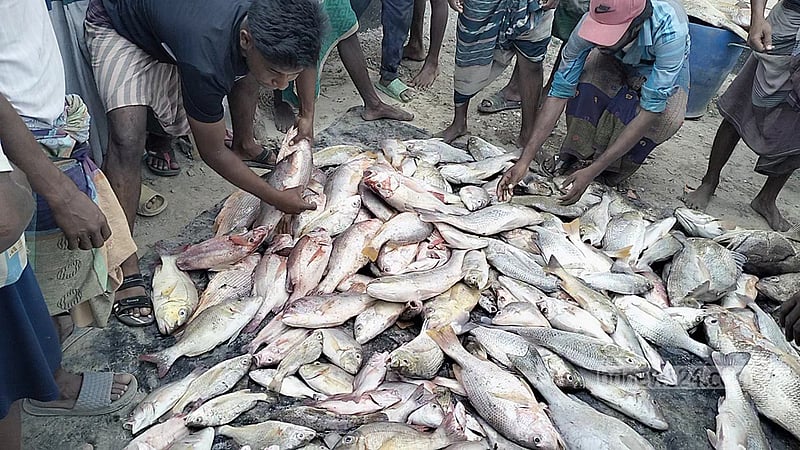 টেকনাফে জেলেদের বড়শিতে আটকাল ২৬০ লাল কোরাল ও ভোল মাছ